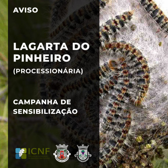 Lagarta do Pinheiro | Campanha de Sensibilização
