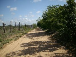 Manutenção de Caminhos Municipais